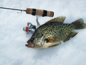 “Keizer’s favorite late-ice panfish bait is a green and gold Rat Finkee, more often than not tipped with microplastics, not waxies