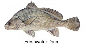 freshwater_drum