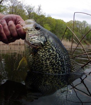 Spring panfish in Mississippi River Pools 2 & 3 fishing reports
