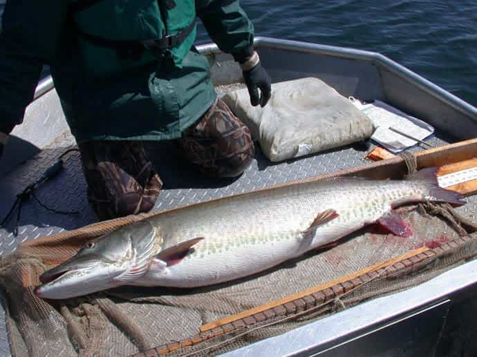 Better fishing thanks to MN DNR musky study Fishing Minnesota