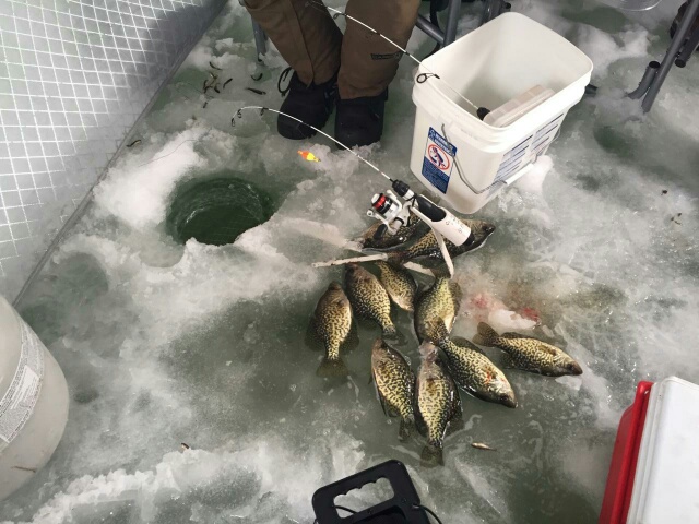 Coon Lake Update - MN Twin Cities Metro Area Fishing Reports