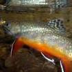 BrookyTrout