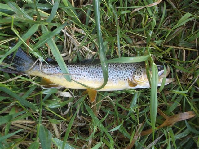 ᐅ Gribben Creek fishing reports🎣• Winona, MN (United States) fishing