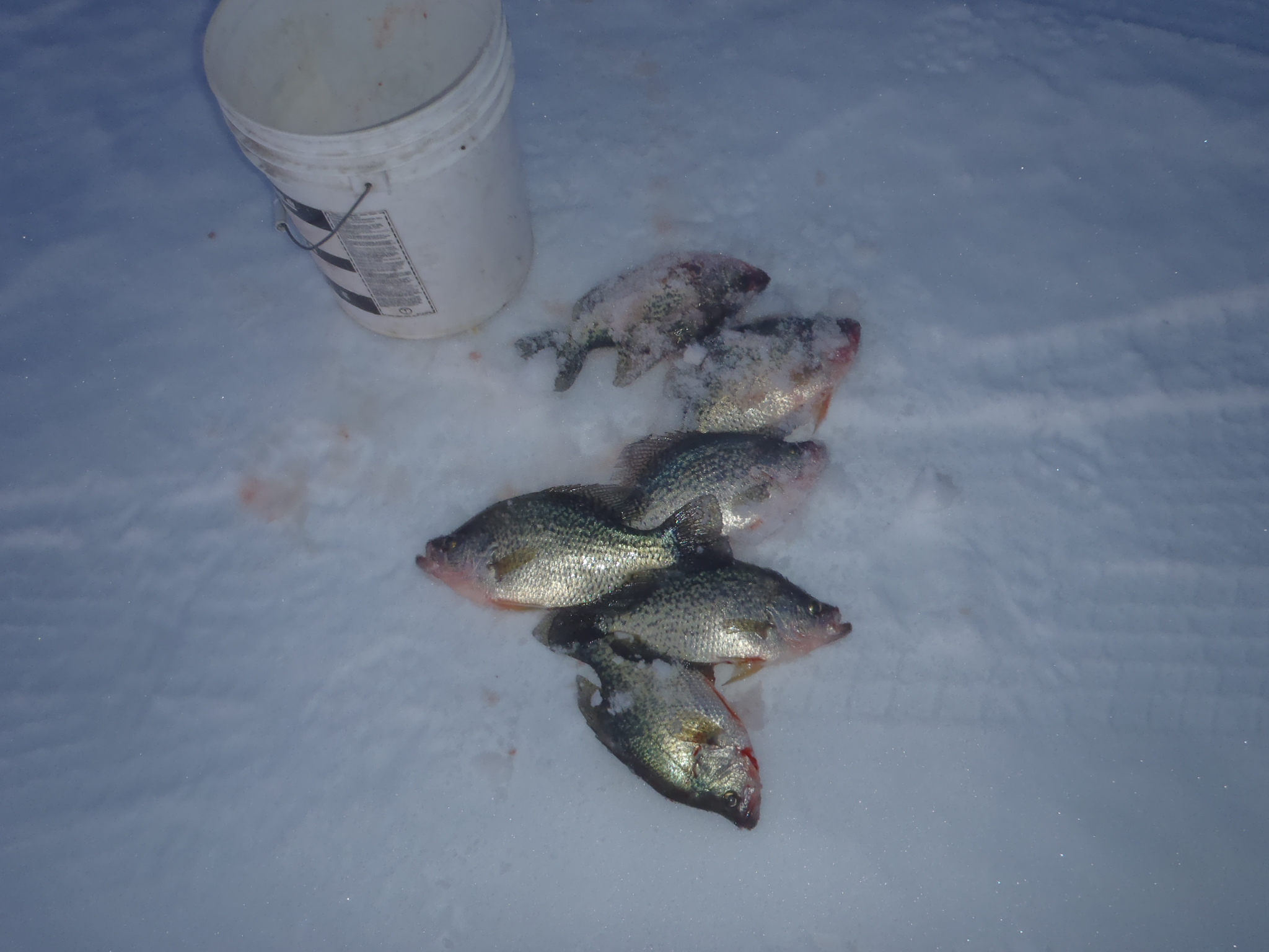 Crappies - Upper Red Lake Fishing Reports - Hunting - Outdoor Minnesota  Fishing Reports - Hunting Forum - Ice Fishing