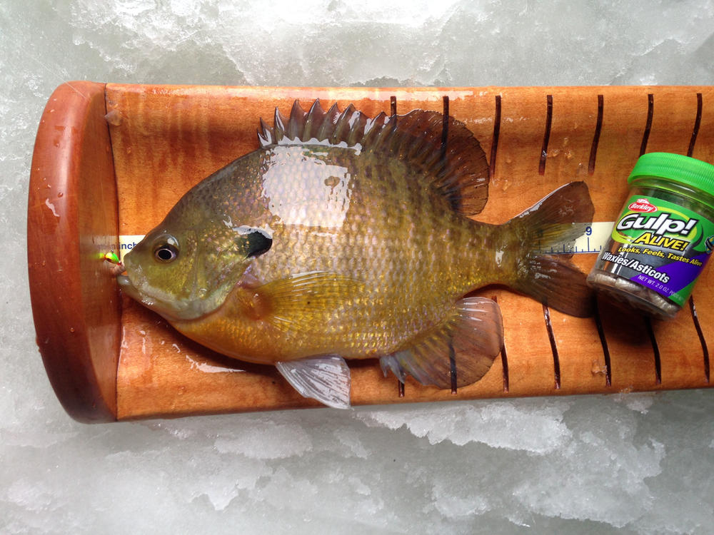 Panfish Pics - Crappies-Sunfish - Outdoor Minnesota Fishing Reports -  Hunting Forum - Ice Fishing