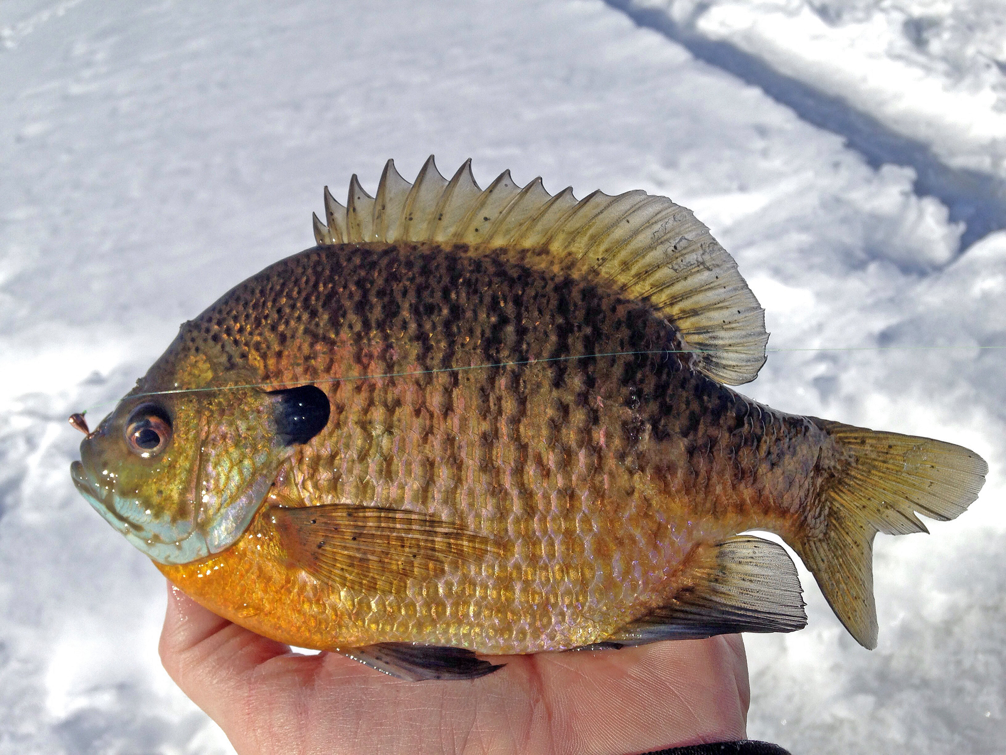 Pan fish plastics - Crappies-Sunfish - Outdoor Minnesota Fishing