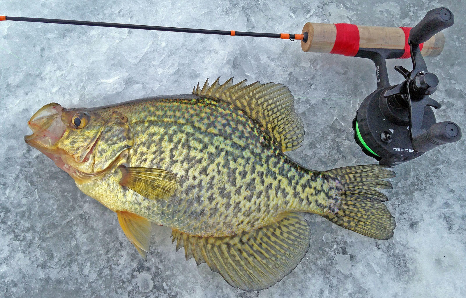 Snitch? - Ice Fishing Minnesota - Outdoor Minnesota Fishing