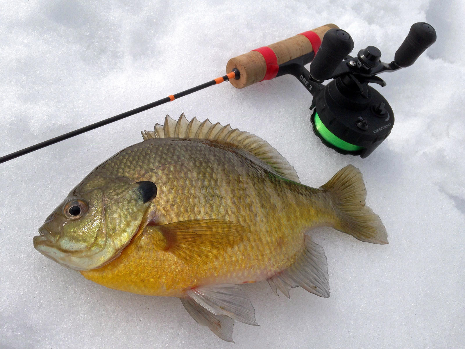Snitch? - Ice Fishing Minnesota - Outdoor Minnesota Fishing Reports -  Hunting Forum - Ice Fishing