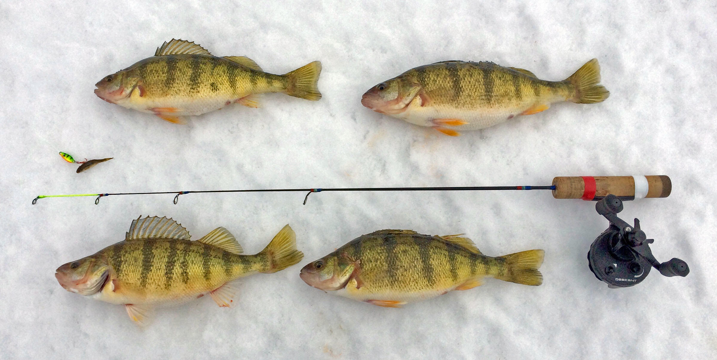 How do I target Perch through the ice? - Ice Fishing Forum - Ice Fishing  Forum