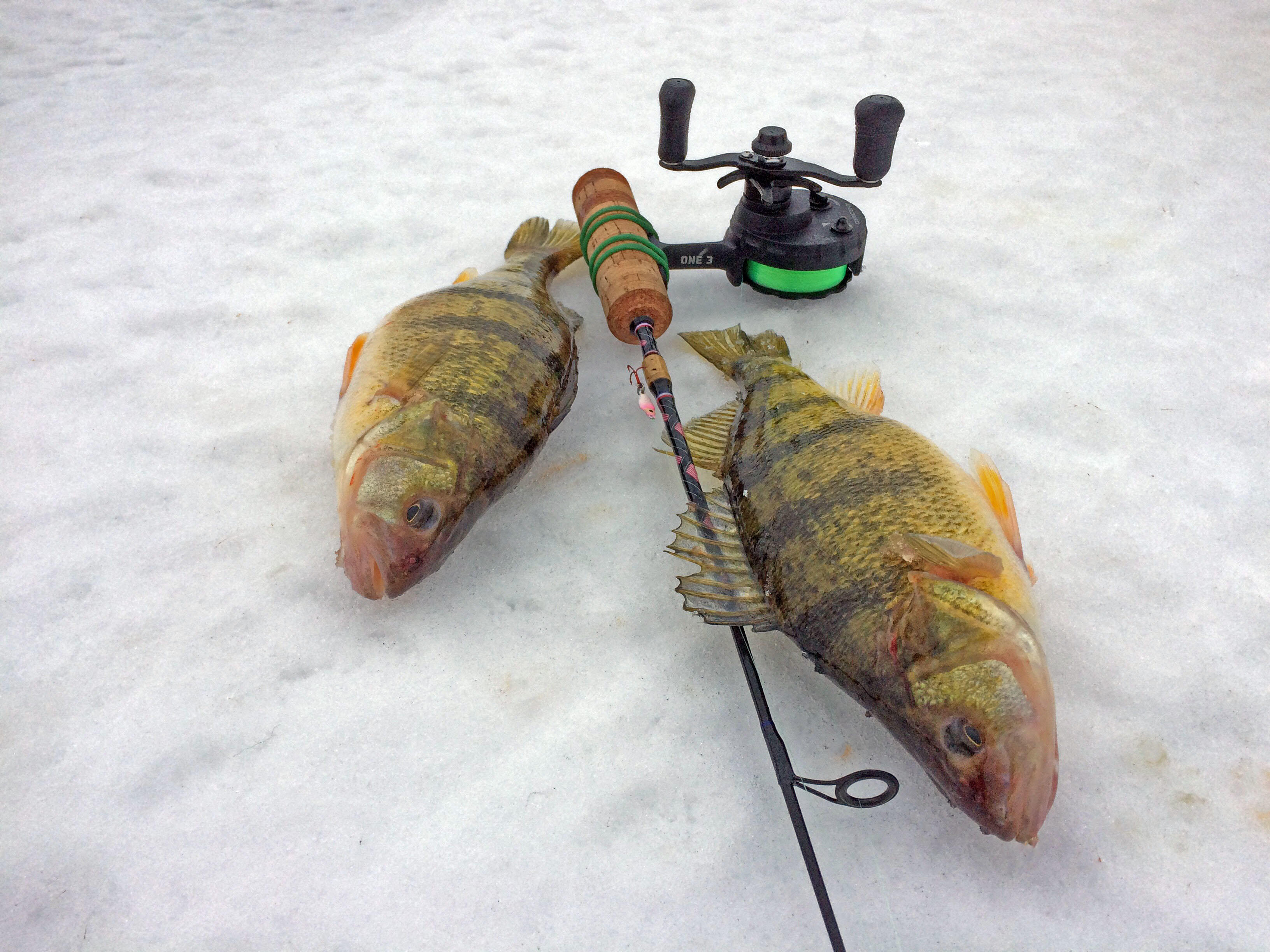 Perch Photos - Walleye Fishing-Perch - Outdoor Minnesota Fishing