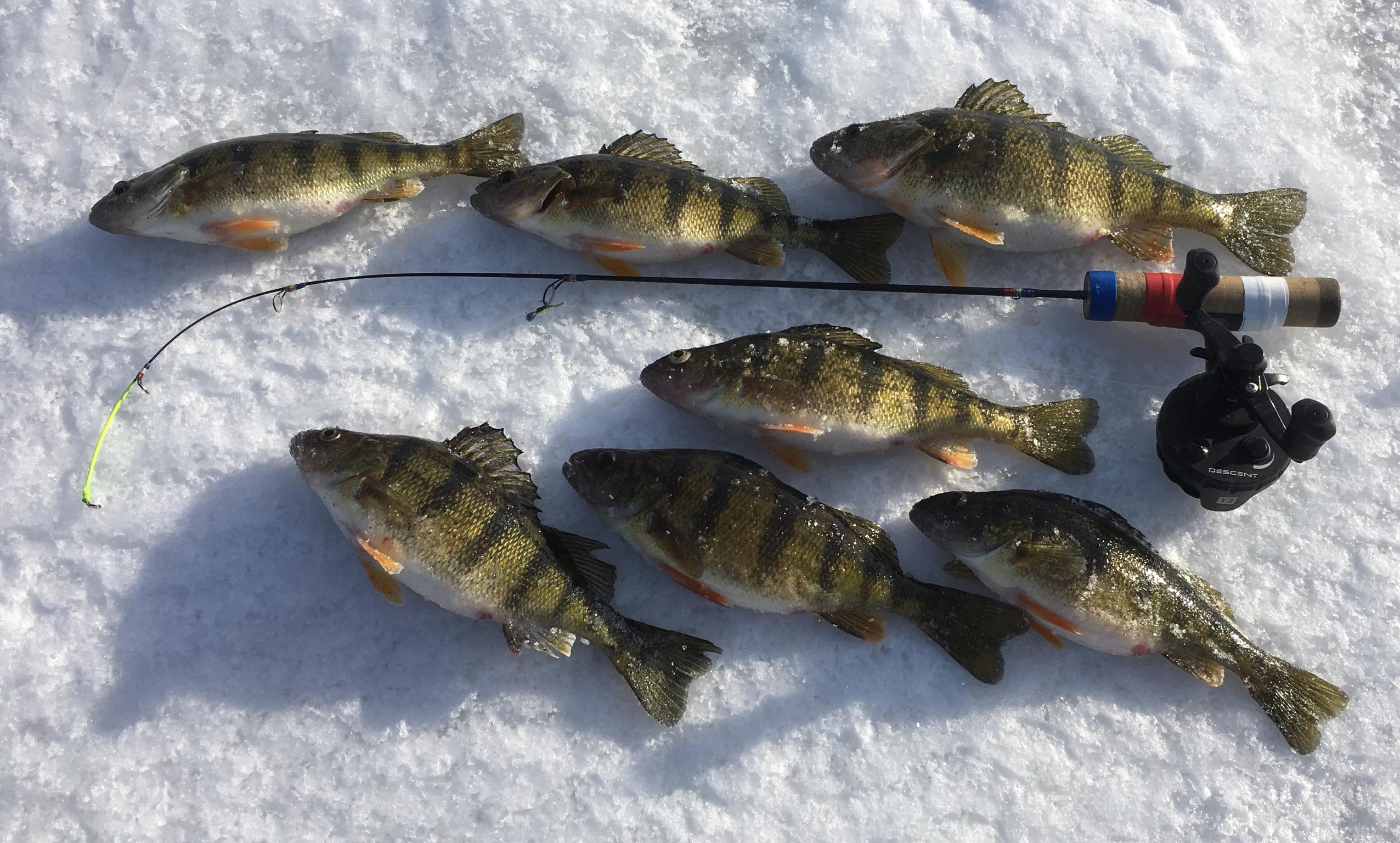 Perch Photos - Walleye Fishing-Perch - Outdoor Minnesota Fishing