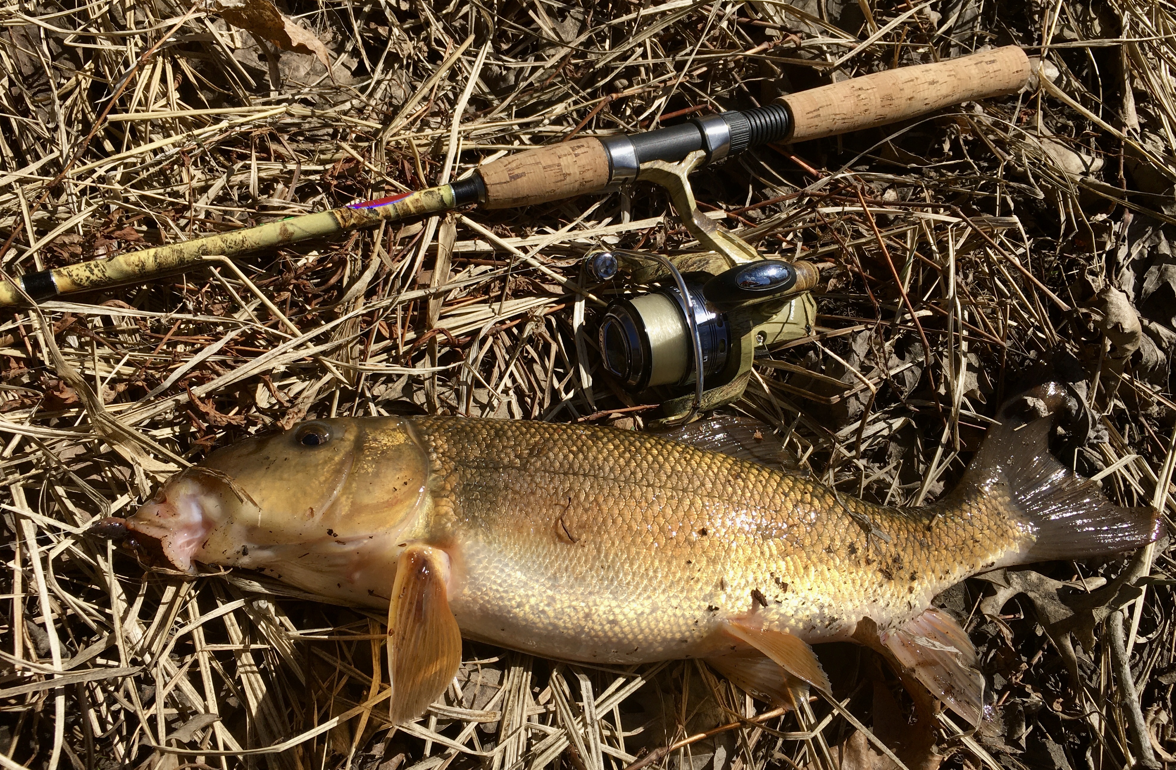 White suckers - Carp/Sturgeon/Real-Gamefish - Outdoor Minnesota