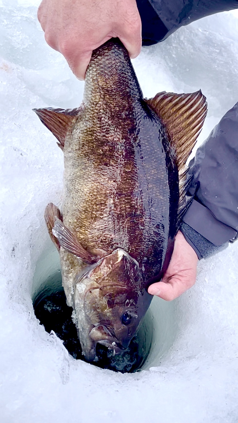 2022-23 Lake Vermilion Ice Fishing Reports - Vermilion-Pelican  Lake-Chisholm-Cook-Ely-Eveleth-Hibbing-Orr-Virginia Fishing Reports -  Hunting - Outdoor Minnesota Fishing Reports - Hunting Forum - Ice Fishing