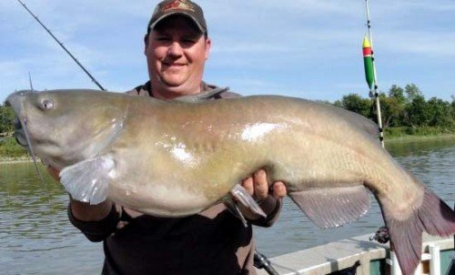 Channel catfish Minnesota river Darren Troseth