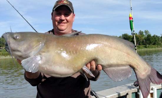 Crazy Catfish (Squeaky-Clean Whiskery Schemes) - Fishing Minnesota -  Fishing Reports, Outdoor & Hunting News