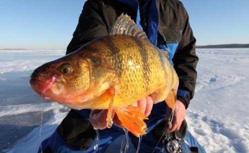 Late Ice Perch
