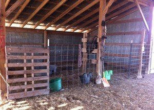 The 16' cattle panels were used to stall out one half of the barn for the goats, in preparation for winter. 