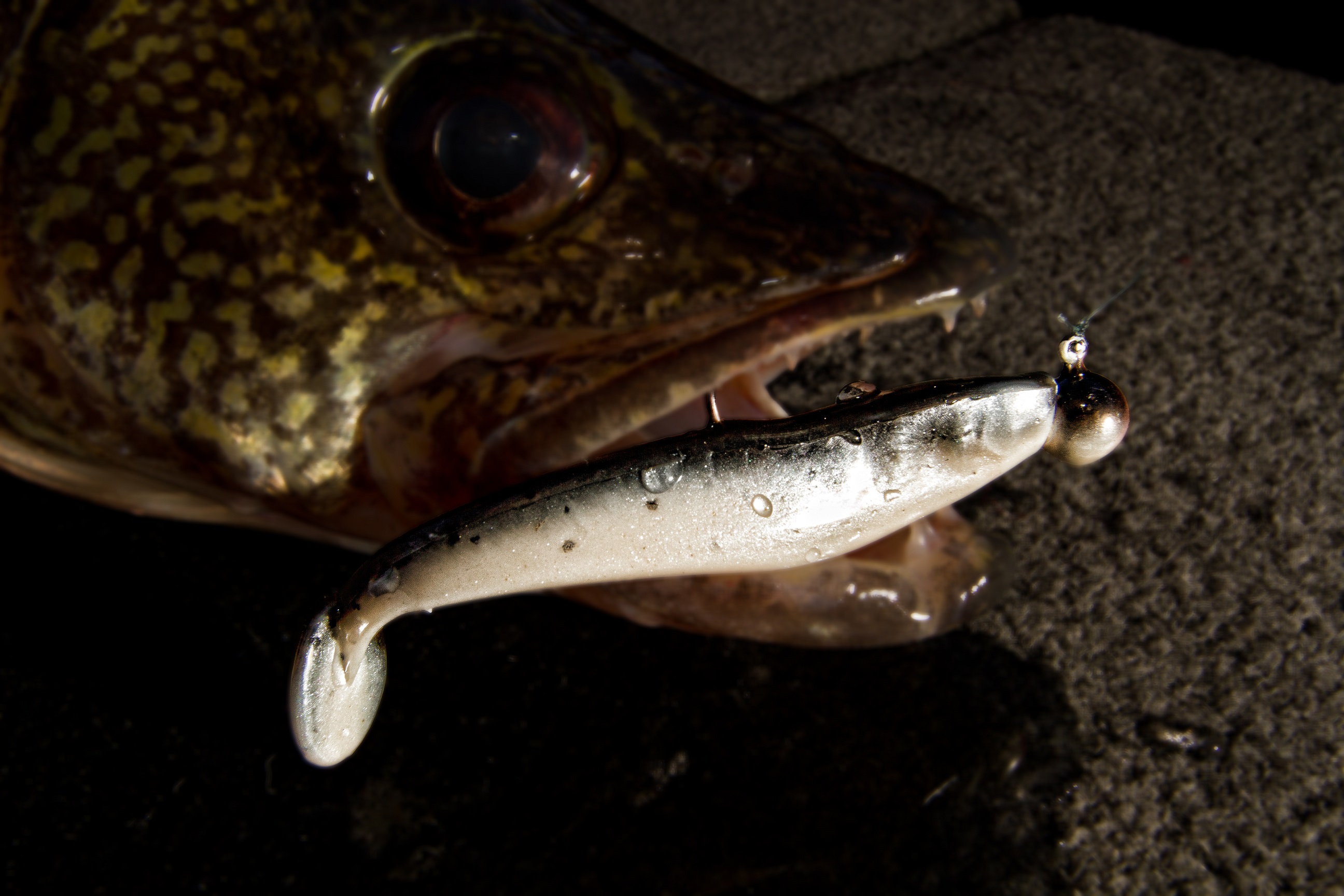 Ice Fishing Walleye After Dark - Huge Walleye - Fishing Minnesota - Fishing  Reports, Outdoor & Hunting News