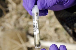 avian influenza testing
