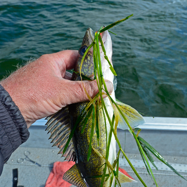 Weedline walleye, bass and pike - Fishing Minnesota - Fishing