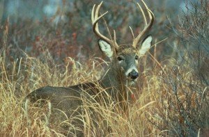 adult white tailed buck, minnesota deer hunting opener