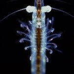 ice fishing zooplankton