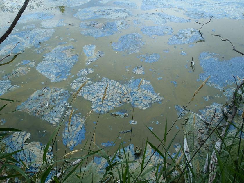 Blue green algae kills dogs - Fishing Minnesota - Fishing 